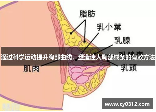 通过科学运动提升胸部曲线，塑造迷人胸部线条的有效方法